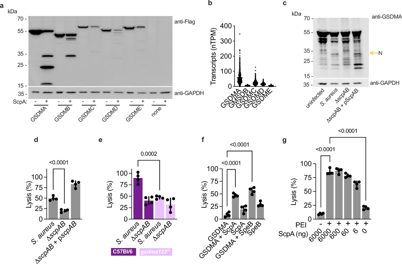 Figure 2 from LaRock et al. 2025: S. aureus induces GSDMA-dependent cell death, shown via western blot of gasdermin cleavage and lysis assays across GSDMA family members and ScpA/SpeB protease conditions.