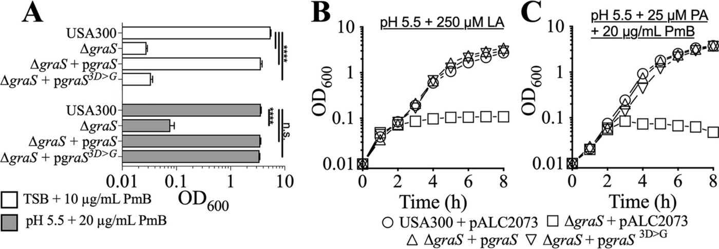 Figure 5 from Kuiack et al. 2020: growth of USA300, ΔgraS, and complemented strains under acidic pH and polymyxin B, or in the presence of linoleic or palmitic acid.